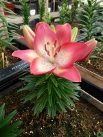 [5008 TinyDancers No01.JPG]